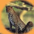 Leopards Leopards live