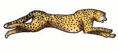 leopards 2 Which big cat often lives in the woods where it can hide? a. leopards b.
