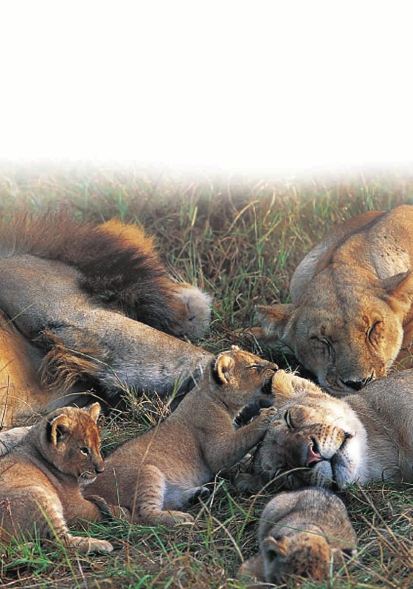 Lions Lions live in a group called a pride.