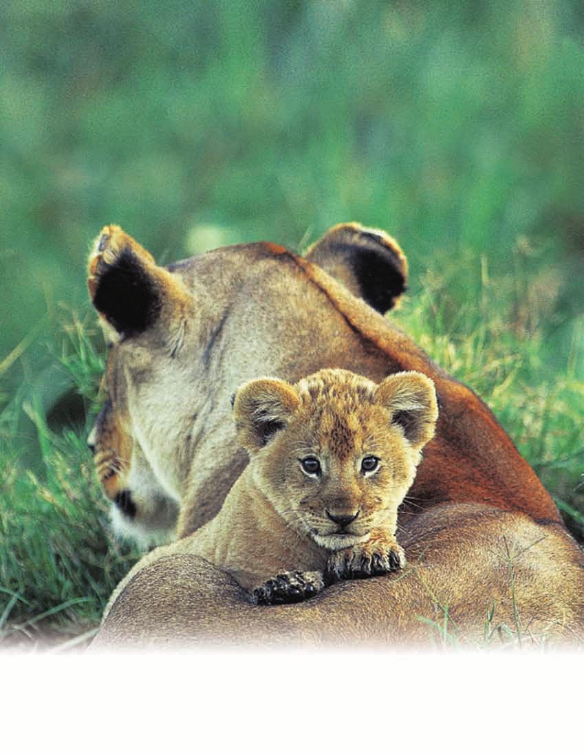 A female lion is called a lioness.