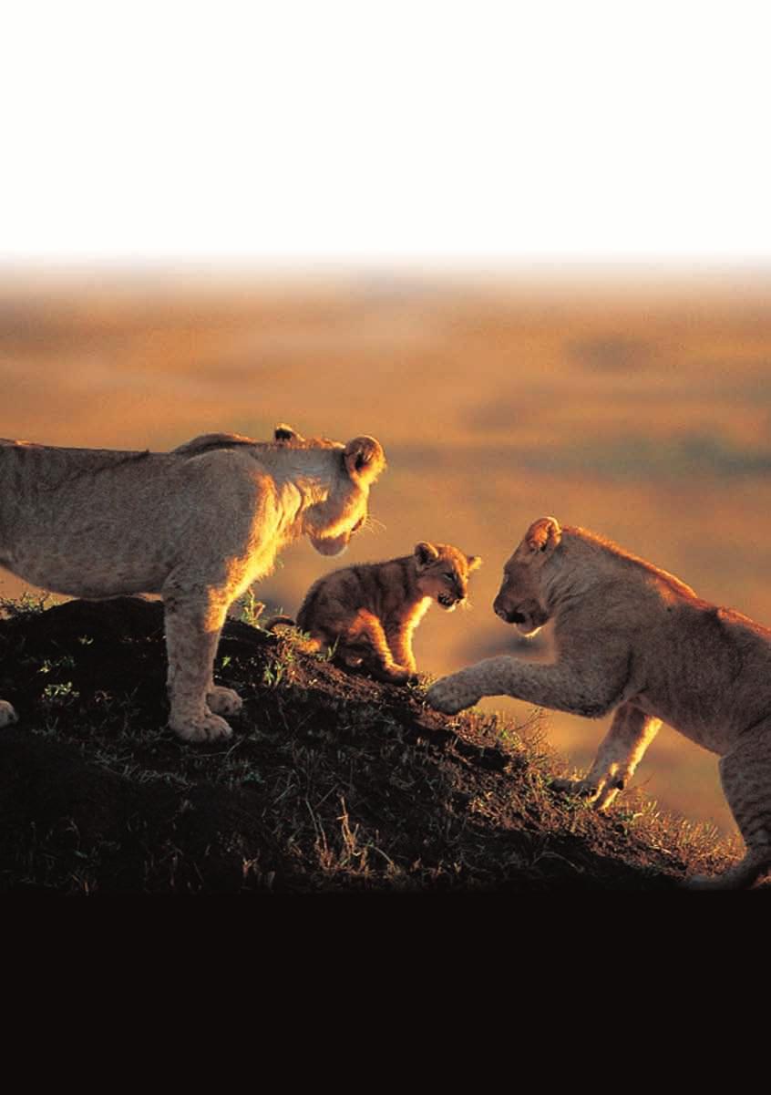 The lioness takes her cubs to meet the