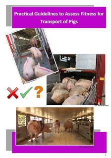 Past activities TO BE RELEASED Practical Guidelines to Assess Fitness for Transport of Pigs In collaboration with: EUROGROUP FOR ANIMALS COPA-COGECA ANIMALS