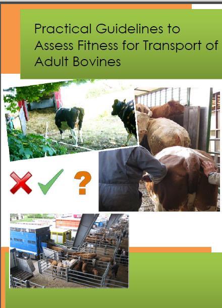Past activities Guidelines: Practical Guidelines to Assess Fitness for Transport of Adult Bovines In collaboration with: EUROGROUP FOR ANIMALS ANIMALS ANGELS ELT (European