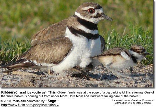 .. Diet / Feeding The Killdeers (Charadrius vociferus) - also known as Killdeer Plovers - are mediumsized plovers with a range that