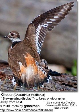 they were previously known as Chattering Plovers or Noisy Plover. These small birds are similar in size to the well-known American Robin, but have longer legs and wings.