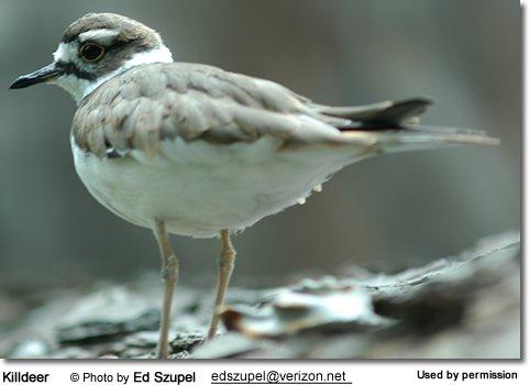 Status: including parks, golf courses, lawns, plowed fields and other agricultural zones. Even though Killdeer are technically considered shorebirds, they don't always live near water.