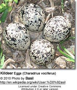 Egg Laying and Incubation The average clutch consists of 4 eggs; however as few as 2 or as many as 6 may be laid. The parents take turns incubating the eggs for about 22-28 days to hatching.