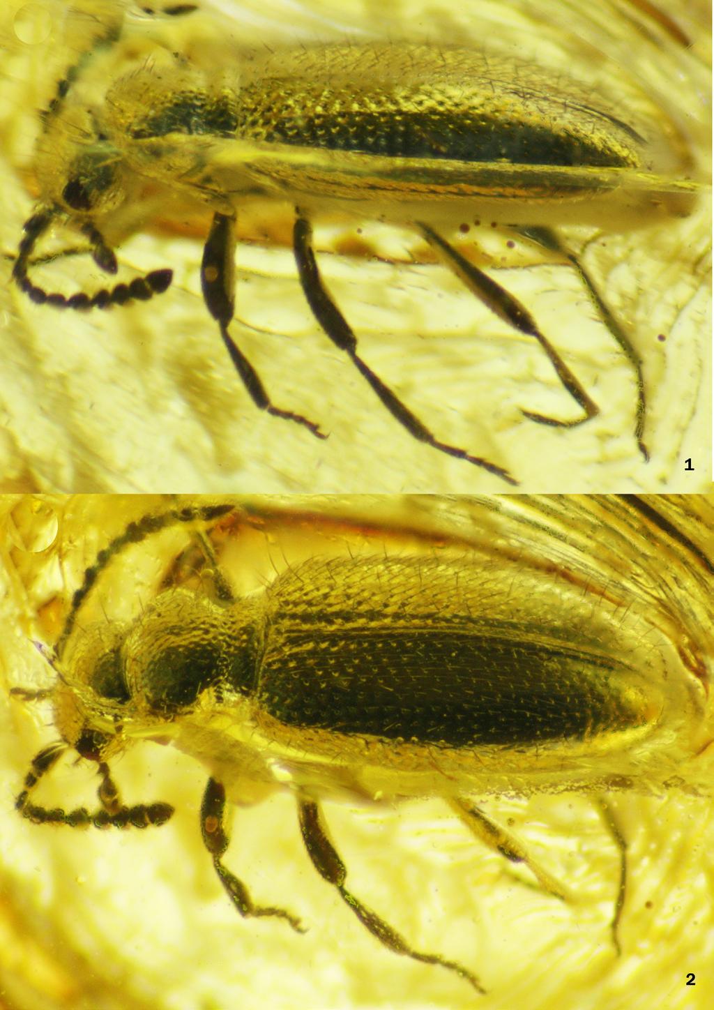 8 Tomoderinae (Coleoptera: Anthicidae) of the Baltic amber Figures 1-2.
