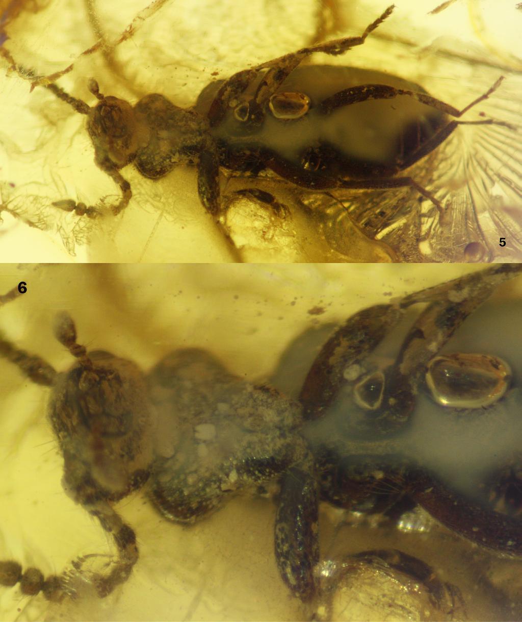 10 Tomoderinae (Coleoptera: Anthicidae) of the Baltic amber