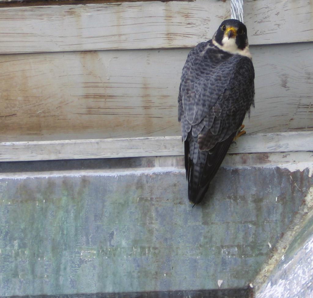 COVER STORY PEREGRINE FALCONS: DIS RAPTORS OF WORK AT HEIGHT By Kelly Streeter, P.E., Partner, Vertical Access LLC In the course of a typical conversation about the dangers of my chosen profession as