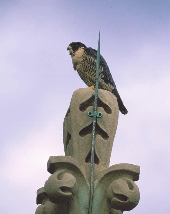 Historically, peregrine falcons nested along cliffs and river bluffs but more and more have found urban areas attractive for nesting.