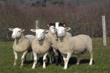 Romane sheep to H. contortus 3 to 10 fold less excreted H.