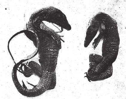 Morphology and Systematics of the Varanus salvator Complex Fig. 7. Dorsal view of the juvenile type specimens of V. s. andamanensis; left holotype IM 2176, right paratype IM 2174 (from Deraniyagala 1944, pl.