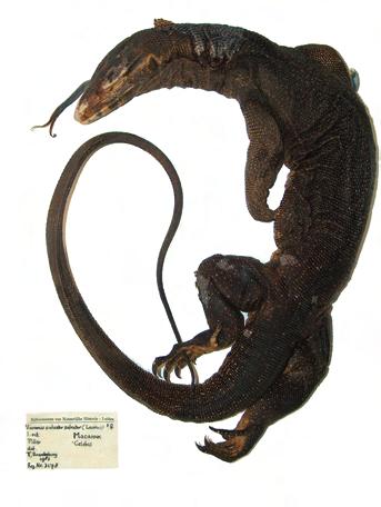André Koch et al. Fig. 15a, b. Dorsal and ventral view of V. cf. togianus (RMNH 3178) from Macassar (Ujung Pandang), so