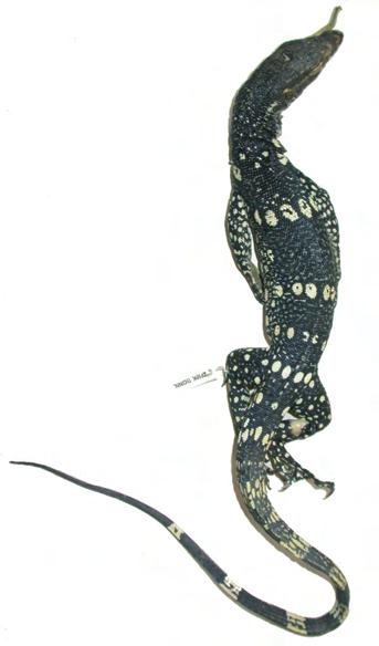 Morphology and Systematics of the Varanus salvator Complex Fig. 17), adult varanids tend to have a melanistic appearance, or an extremely subdued dorsal colour pattern of light spots.