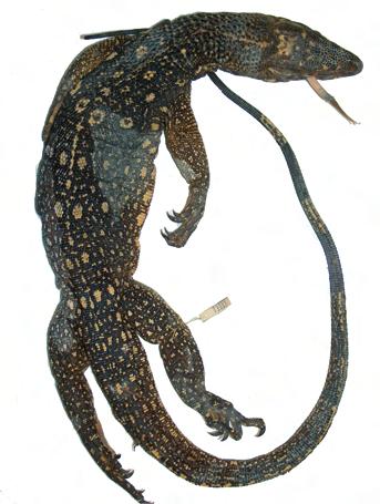 Morphology and Systematics of the Varanus salvator Complex tor lizard species exhibits a high variability in colour pattern.