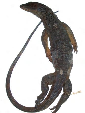 18), the populations from Masbate and Ticao are usually unicoloured black without any light spots (Fig. 19).