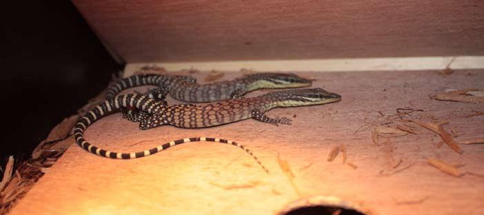 BIAWAK VOL. 4 NO. 3 107 Fig. 6. Captive-bred V. glauerti offspring at 2 months in age. hatchlings were kept in the incubator for ca.