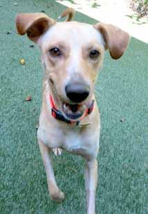 My name is Rickie Bobby and I m a 4-year-old Lab mix who is certain to be a great addition to your active lifestyle.