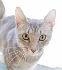 Brunswick County Sheriff s Animal Protective Services Please call 910-754-8204 to adopt us! OPEN SATURDAYS! My name is Bugsy (A100730) and I am a total lap cat!