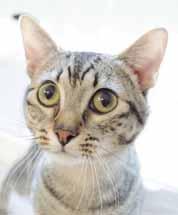 Our Facebook page is: Brunswick Sheriff's Animal Adoption Page Hello there! My name is Keyboard (A101411) and I m a beautiful, 2-yearold Tabby girl who is playful, friendly and lots of fun.