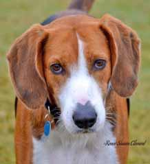 I m a big ol loveable, 4-year-old Hound dog who came here from some hard times.