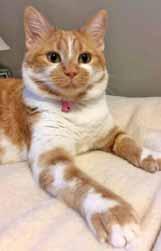 I m also spayed, vaccinated and litterboxtrained. Please visit me at Petsmart on New Centre Drive in Wilmington. I m a 1-year-old, beautiful cat named Darla!