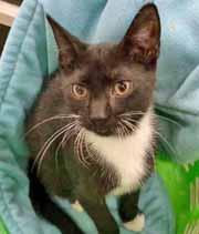 I d love to be adopted with Ruby! ATTENTION ALL LAP CAT FANS! I m Sherlock, a brighteyed, frisky, black and white 4-month-old kitten. Aren t I just the cutest little guy?