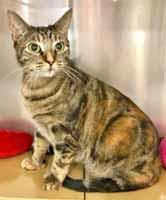I m Ruby, a 1½-yearold Patch Tabby girl who became homeless over the holidays with my sister Buttercup. She s pictured on this page, too! I m friendly and energetic.