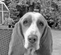 .we will miss your soft fur, beautiful big brown eyes, watching you run figure eights in the backyard, hearing your barks at the fridge for carrots and helping us plant the vegetable garden every year.