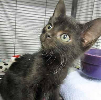 Please call 910-253-1375 to adopt us! Cat Tails Hi!! I'm Sal, originally Sally-- oops!!! I'm a fun and really sweet 4- month-old sable kitten with a purr that will melt your heart.
