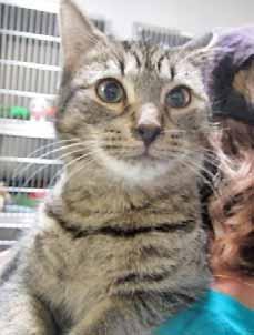 Come meet me and I'll be sure to share the love. Torro means bull in Spanish - huh??? I'm a super-loving, 6-month-old male Tabby kitten. I'm the last of a litter of 4 boys.