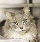 Maybe something like Violet because I am a timid kitty who needs extra nurturing to help me come out of my shell. I am a 1-year-old, spayed girl who weighs 8 pounds.