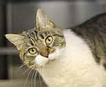 If you re looking for a furry companion to keep your lap and your heart warm, I am the cat for you! My ID is A368723, I m spayed and vaccinated, and I m 3-yearsold.