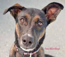 I m an energetic girl who will benefit from training. I love meeting new people. Come and meet me! My name is Maggie! I m a sweet, loving, small Hound dog.