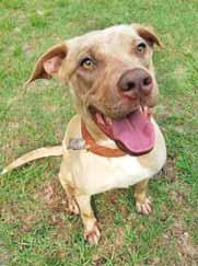 I m a young girl, spayed and up to date on shots, and I d love to meet you soon! I m a sweet, calm and laid-back girl named Hanover! I enjoy being around all humans and I tend to like all dogs, too!