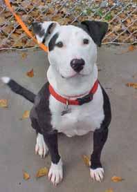 I m a Staffordshire Terrier mix with the cutest little nubbin tail and I m learning how to sit and stay.