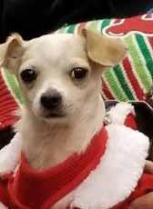 I am being fostered at a doggy day care and do very well with the other dogs there. I hope to meet you soon. My name is Mitsy and I m a 10-yearold, 4 pound Chihuahua.