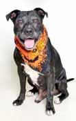 I m neutered, vaccinated and on heartworm prevention. Please come over and spend a little time with me - you ll see what a fantastic boy I am and how lucky you d be to adopt me!