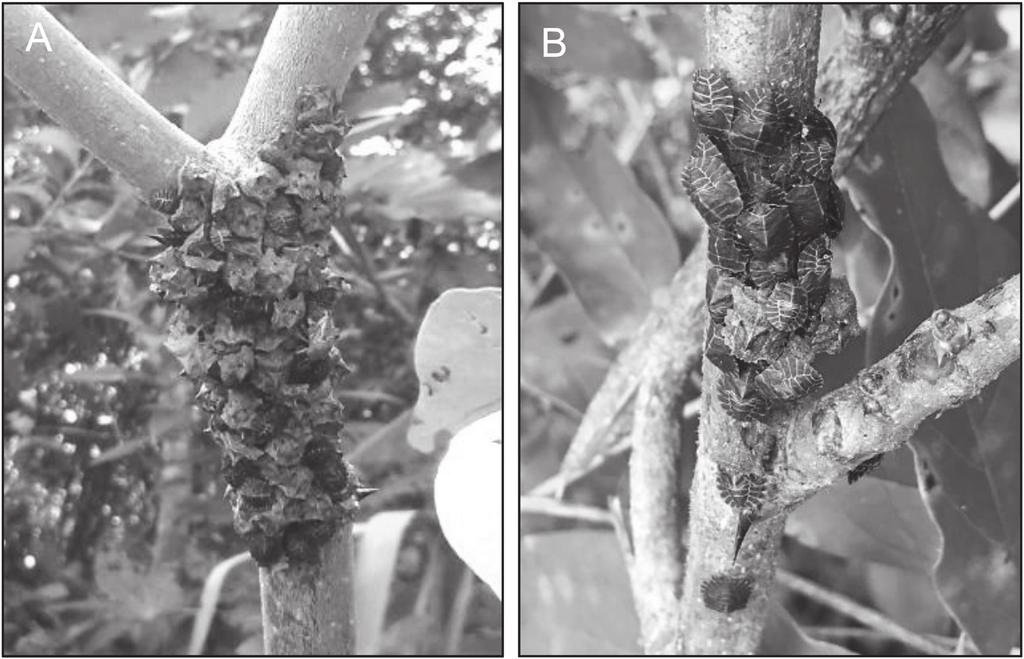 Scientific Notes 819 Fig. 1. Gregarious behavior of nymphs and adults of Cyrtocoris egeris on stems of the Brazilian orchid tree, Bauhinia forficata, observed at Francisco Beltrão Co.