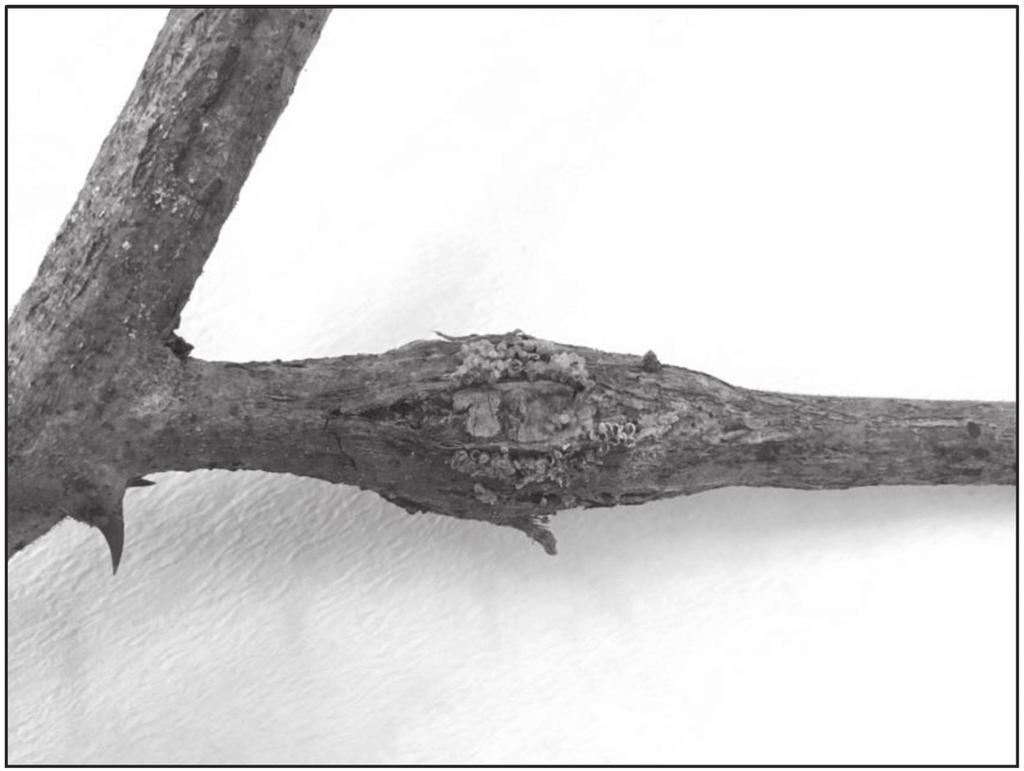 comportamento de agregação em seus ramos. No laboratório, as ninfas não se desenvolveram em hastes de mudas de B.