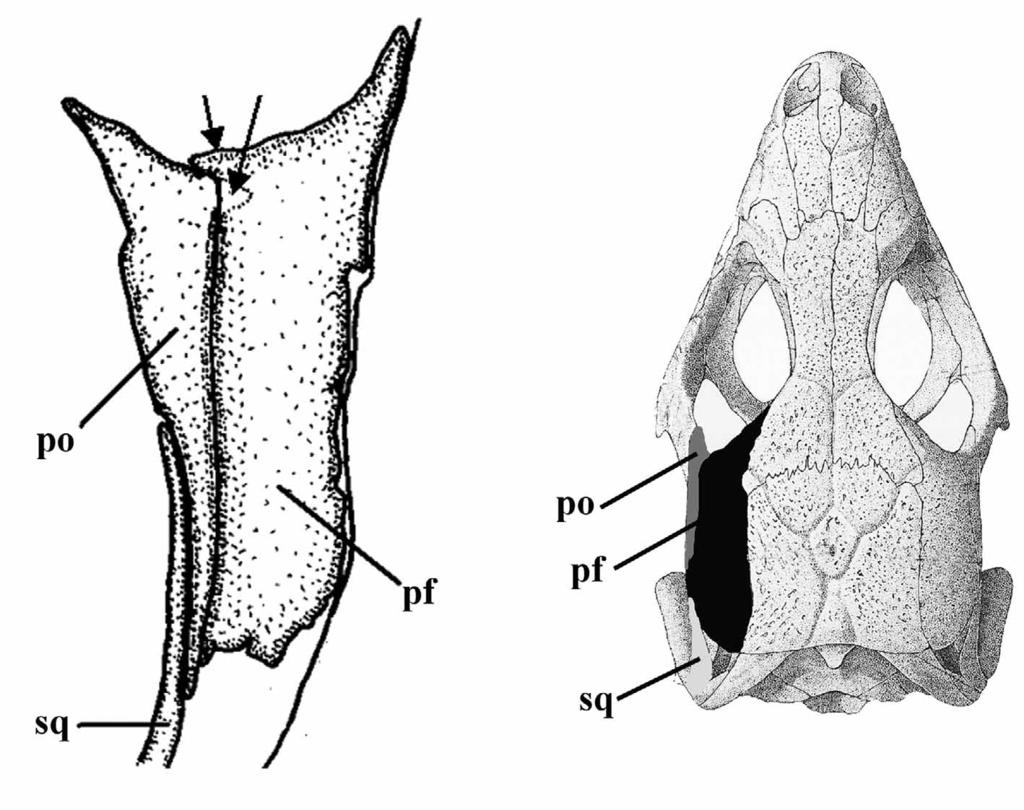 FIGURE 6. Snouts of lacertid skulls with left nasal cavity opened to show variation in septomaxilla.