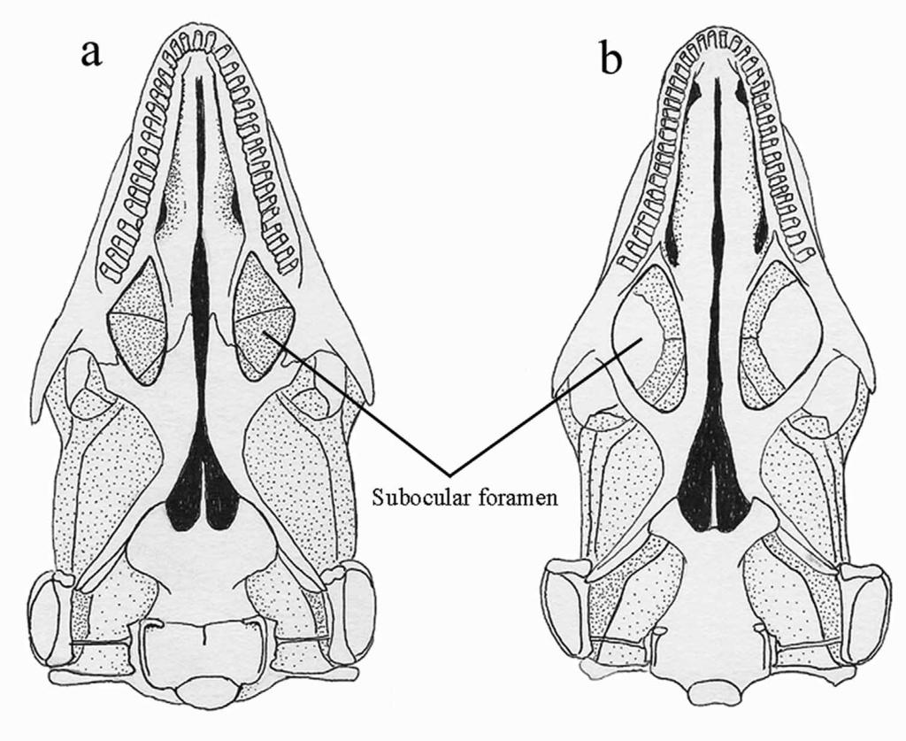 stepped, so its course is sinuous. Subocular foramen (Fig. 9). This foramen is situated beneath the eye and surrounded by the maxillary, palatine, pterygoid and ectopterygoid bones.