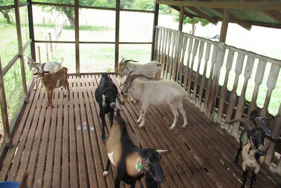 Evaluation of Goat Production Practices in Somotillo, Nicaragua From October 5 to 10, Drs.