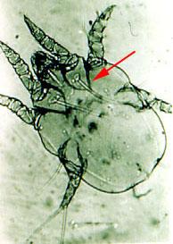 It is also found in other herbivore animals as sheep and goat. In horses the mites are found largely on the lower legs.