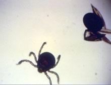 Tick Infestation Ticks are obligate, blood feeding ectoparasites of vertebrates, particularly mammals and birds. They are usually large compared to mites.