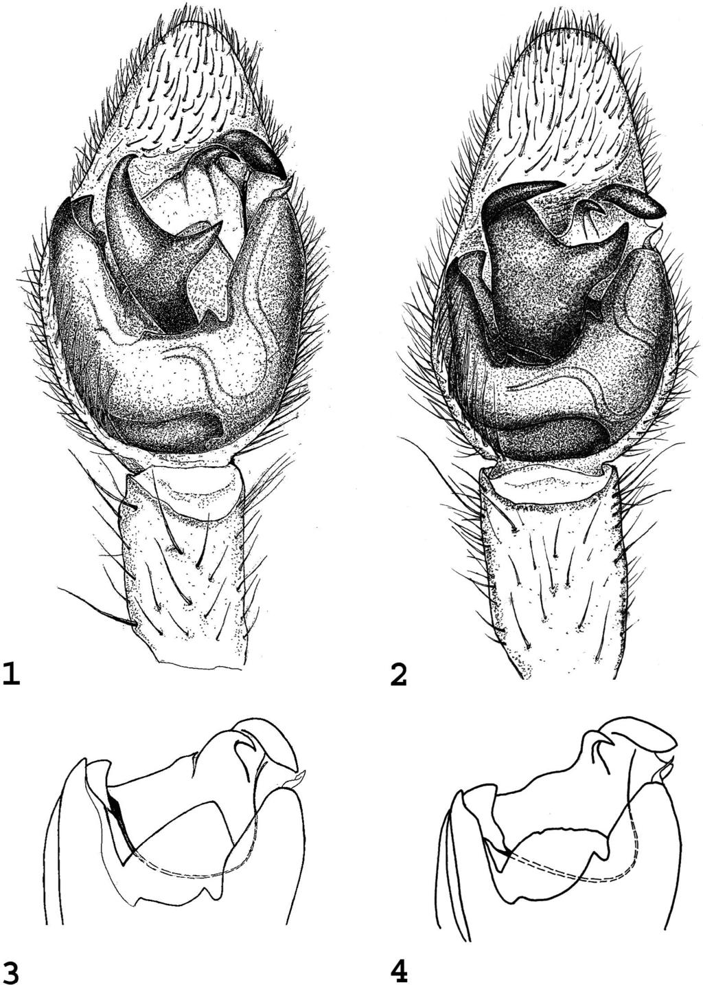 154 THE JOURNAL OF ARACHNOLOGY Figures 1 4. Male palp of Trebacosa species: 1. Left palp of T. europaea, ventral view; 2. Left palp of T. marxi, ventral view; 3.