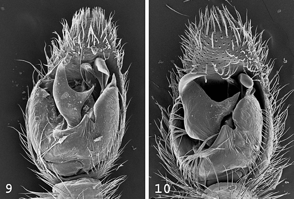 156 THE JOURNAL OF ARACHNOLOGY Figures 9, 10. Scanning micrographs of the male palp, ventral view, of Trebacosa species: 9. T. europaea; 10. T. marxi. Palp: median apophysis (Figs.