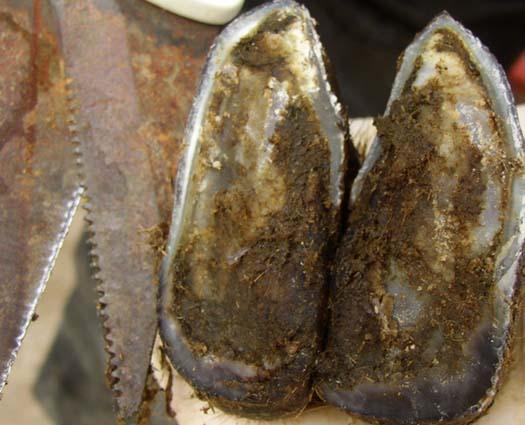 Neatly trimmed hoofs. No evidence of bleeding or damage to soft tissue. Footbathing For footbathing to work an effective footbathing facility needs to be in place.