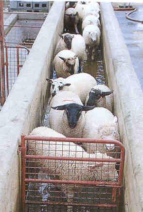 The footbath should be at least 6m long and ideally the sheep should walk through a water bath prior to entering the footbath so that their hooves are cleaned.